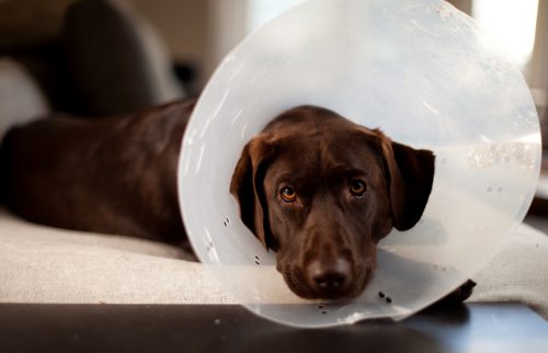 Dog wearing an e-collar Dog wearing an e-collar