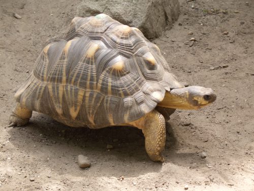 Tortoises