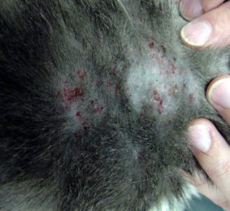 Close up of Feline Miliary Dermatitis