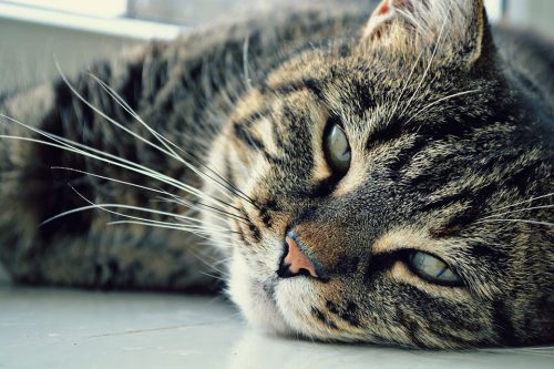 Tabby cat lying with face on ground