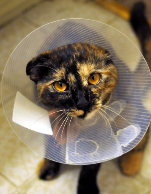 Kitten wearing an e-collar Kitten wearing an e-collar