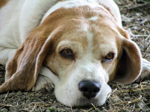 Beagle lying on ground