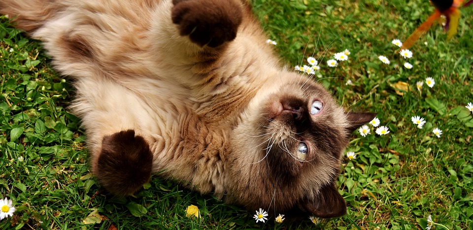 British short-hair cat rolling in grass