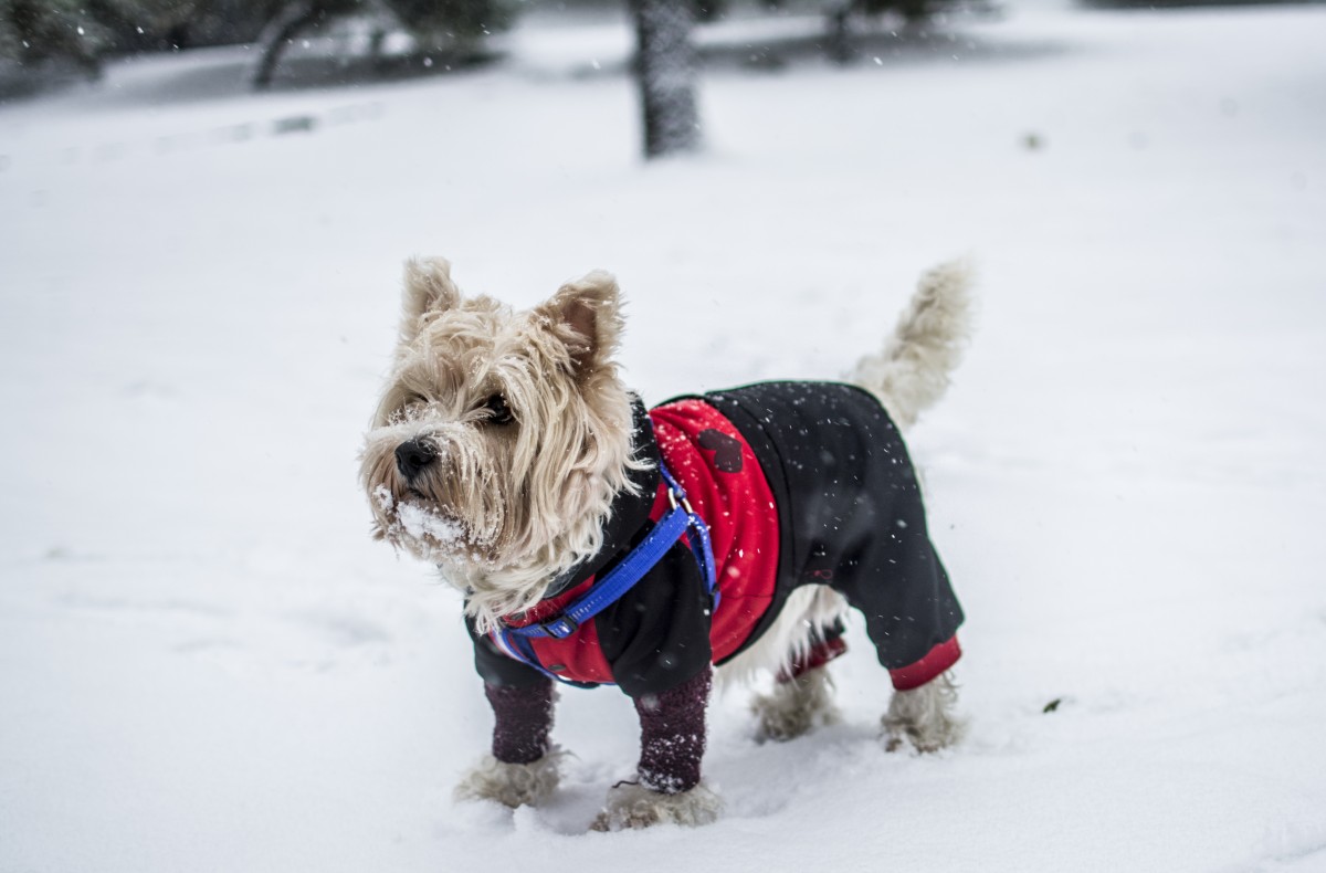 Dog in the Snow