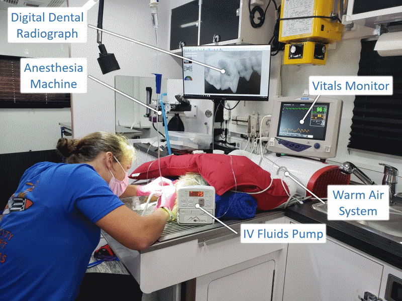 Dental Procedure