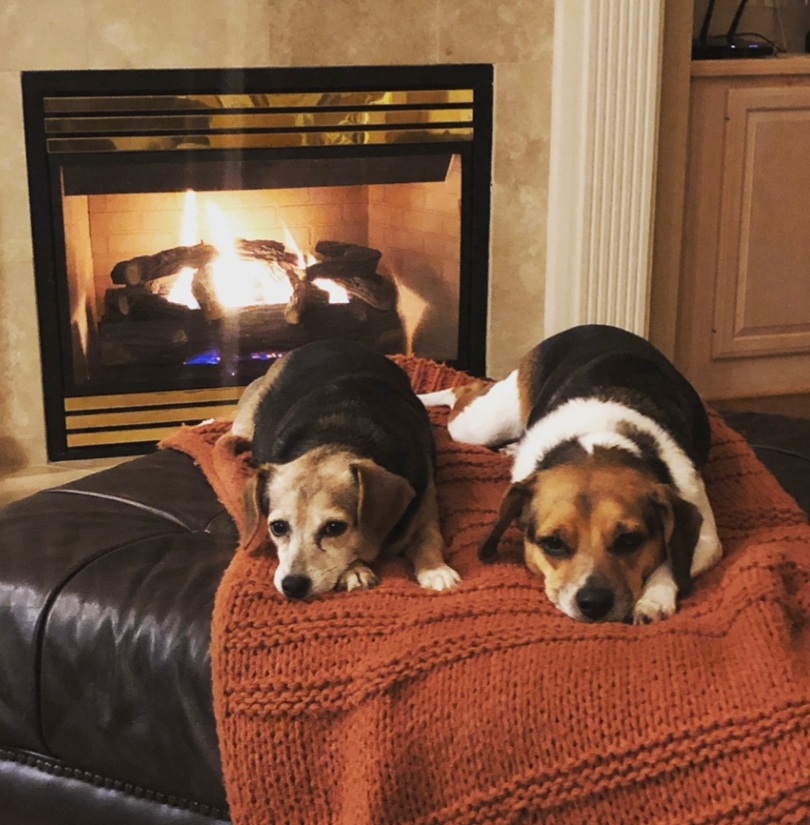 Pet Health Network Rocket City Veterinary Hospital Veterinarian